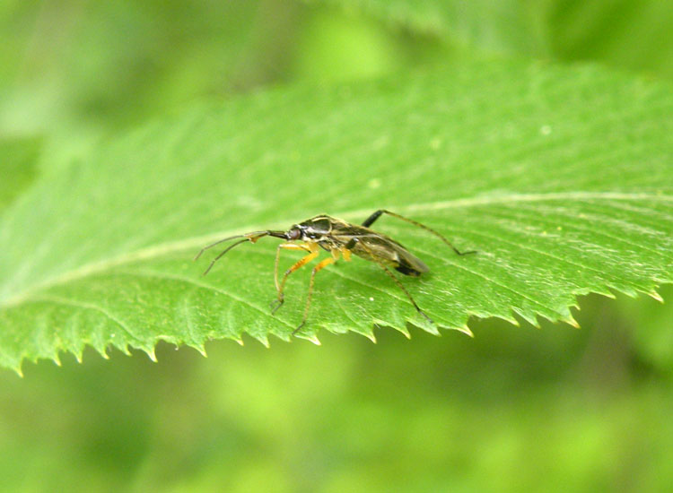 Miridae: Harpocera thoracica dell''appennino emiliano (RE)